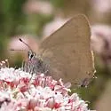 Gold-hunter's Hairstreak - Hodges#4286 - photo 4