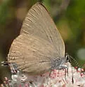 Gold-hunter's Hairstreak - Hodges#4286 - photo 5