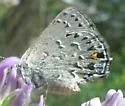 Behr's Hairstreak - Hodges#4276