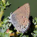 Behr's Hairstreak - Hodges#4276 - photo 2