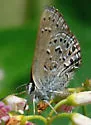Behr's Hairstreak - Hodges#4276 - photo 3