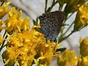 Behr's Hairstreak - Hodges#4276 - photo 4