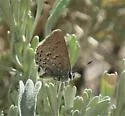 Behr's Hairstreak - Hodges#4276 - photo 5