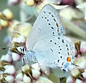 California Hairstreak - Hodges#4279