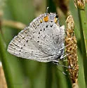 California Hairstreak - Hodges#4279 - photo 2