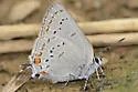 California Hairstreak - Hodges#4279 - photo 3