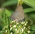 Edwards' Hairstreak - Hodges#4281