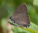 Edwards' Hairstreak - Hodges#4281 - photo 2