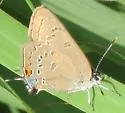 Edwards' Hairstreak - Hodges#4281 - photo 3