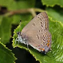 Edwards' Hairstreak - Hodges#4281 - photo 4