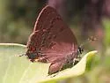 Edwards' Hairstreak - Hodges#4281 - photo 5