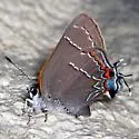 Oak Hairstreak - Hodges#4331