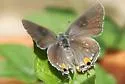 Oak Hairstreak - Hodges#4331 - photo 2