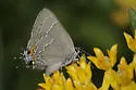 Oak Hairstreak - Hodges#4331 - photo 3