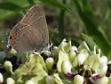 Oak Hairstreak - Hodges#4331 - photo 5