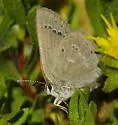Western Sooty Hairstreak - Hodges#4277