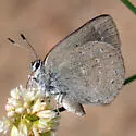 Western Sooty Hairstreak - Hodges#4277 - photo 2
