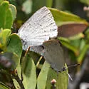 Western Sooty Hairstreak - Hodges#4277 - photo 3