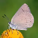 Western Sooty Hairstreak - Hodges#4277 - photo 4