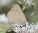 Western Sooty Hairstreak - Hodges#4277 - photo 5