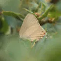 Ilavia Hairstreak - Hodges#4332