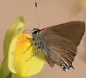 Ilavia Hairstreak - Hodges#4332 - photo 2