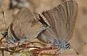 Ilavia Hairstreak - Hodges#4332 - photo 3