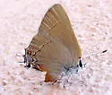 Ilavia Hairstreak - Hodges#4332 - photo 4