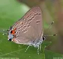King's Hairstreak - Hodges#4284