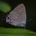 King's Hairstreak - Hodges#4284 - photo 4