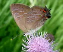 Striped Hairstreak - Hodges#4285 - photo 2