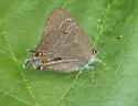 Striped Hairstreak - Hodges#4285 - photo 3
