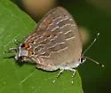 Striped Hairstreak - Hodges#4285 - photo 4