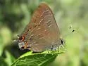 Striped Hairstreak - Hodges#4285 - photo 5