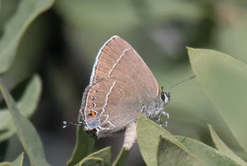 Poling's Hairstreak - Hodges#4333