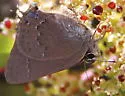 Hedgerow Hairstreak - Hodges#4288 - photo 2