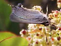 Hedgerow Hairstreak - Hodges#4288 - photo 3