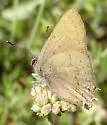 Hedgerow Hairstreak - Hodges#4288 - photo 5