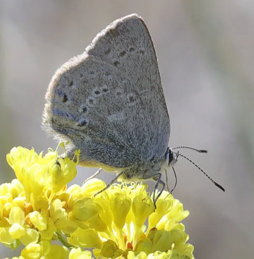 Sagebrush Sooty Hairstreak - Hodges#4277.1 - photo 2
