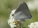 Sylvan Hairstreak - Hodges#4280
