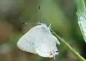 Sylvan Hairstreak - Hodges#4280 - photo 2