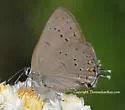 Sylvan Hairstreak - Hodges#4280 - photo 3
