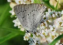 Sylvan Hairstreak - Hodges#4280 - photo 4