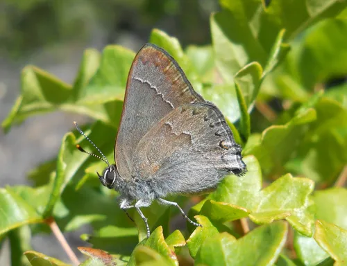 Mountain Mahogany Hairstreak - Hodges#4287