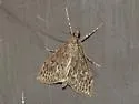 Dusky Saucrobotys - Hodges#4935