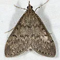 Dusky Saucrobotys - Hodges#4935 - photo 2