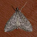 Dusky Saucrobotys - Hodges#4935 - photo 3