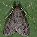 Dusky Saucrobotys - Hodges#4935 - photo 5