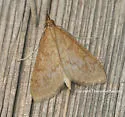 Dogbane Saucrobotys - Hodges#4936 - Saucrobotys futilalis