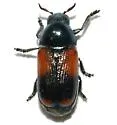 Saxinis apicalis